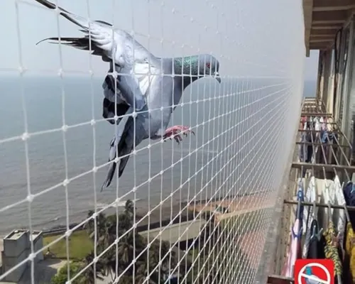 Poona Bird Netting Service