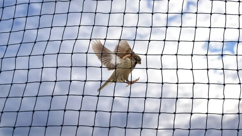 Bird netting installation service